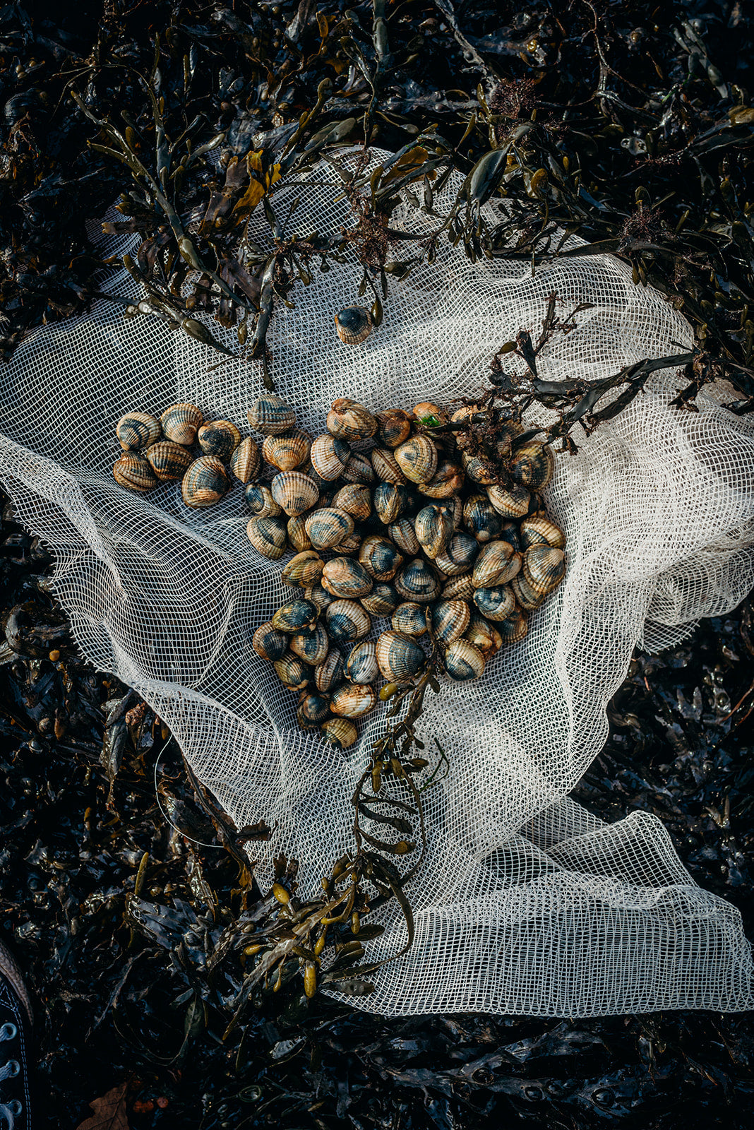 Wild Welsh Cockles 1Kg