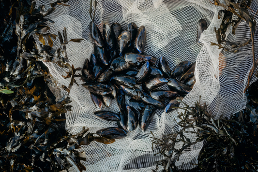 LIVE Wild Welsh Mussels, 1 kg