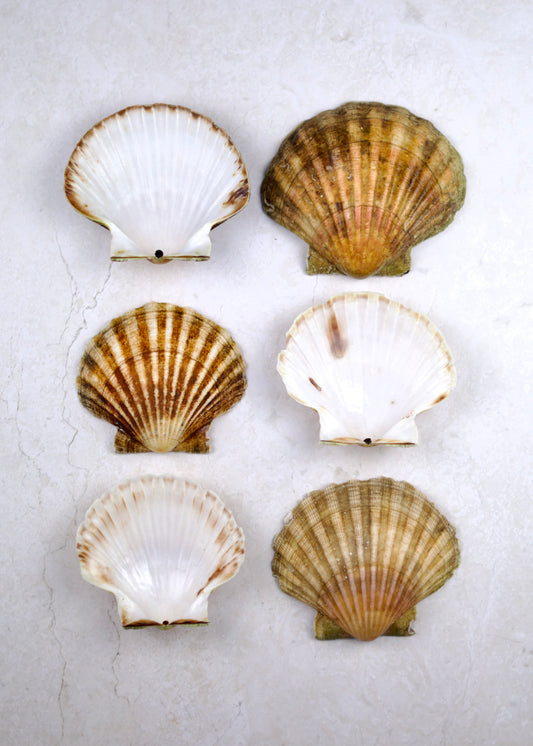 Hand Dived Scallop Shells