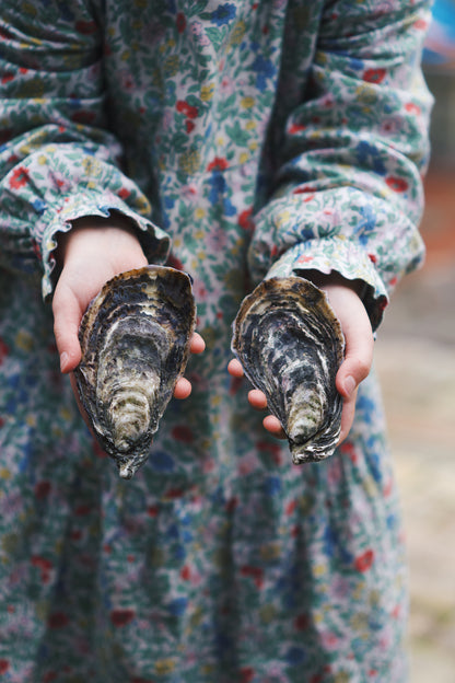 LIVE Atlantic Edge Rock Oysters