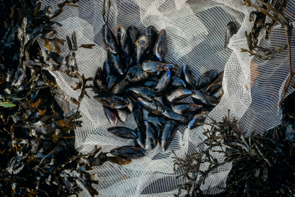 LIVE Wild Welsh Mussels, 1 kg