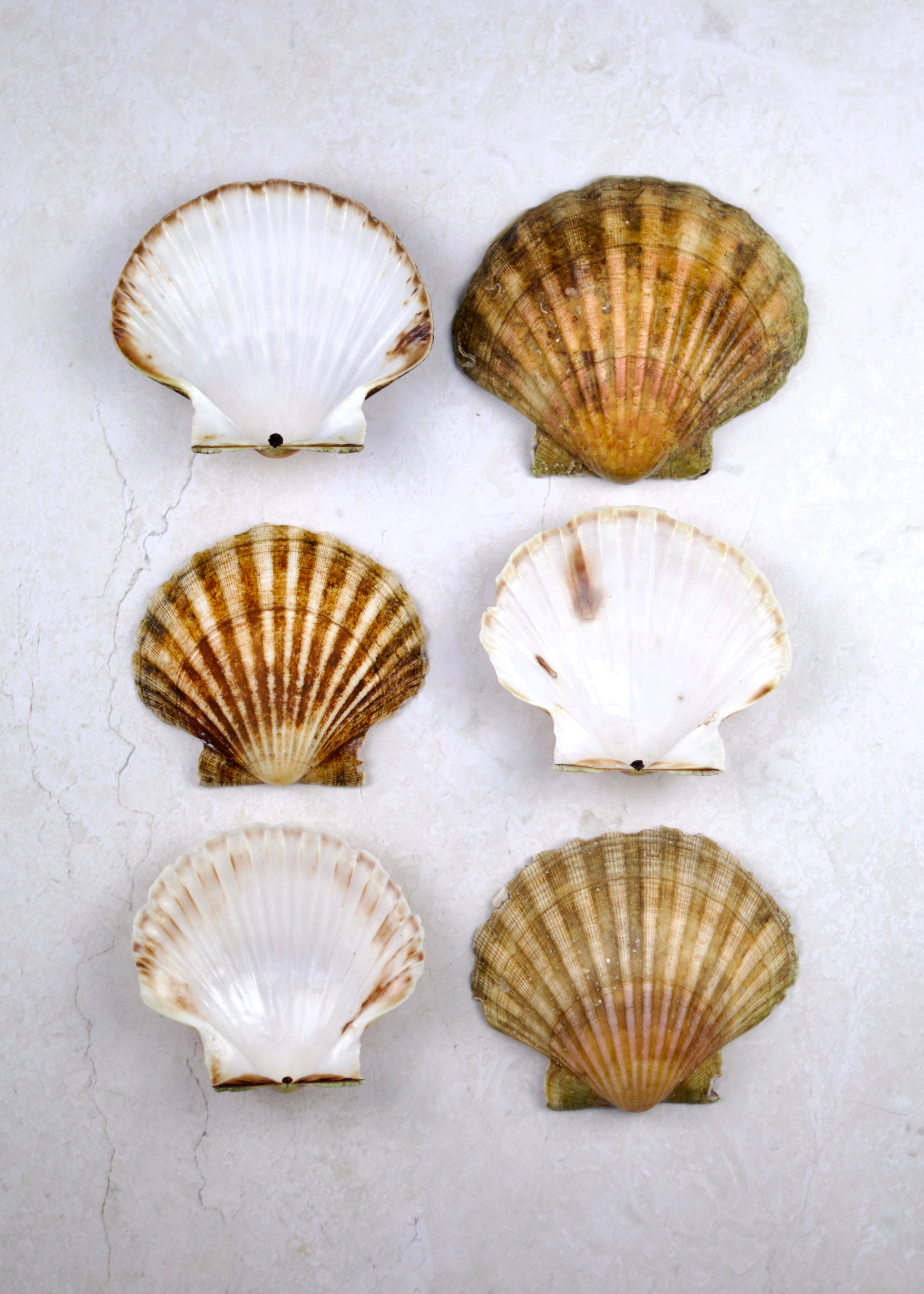 Hand Dived Scallop Shells