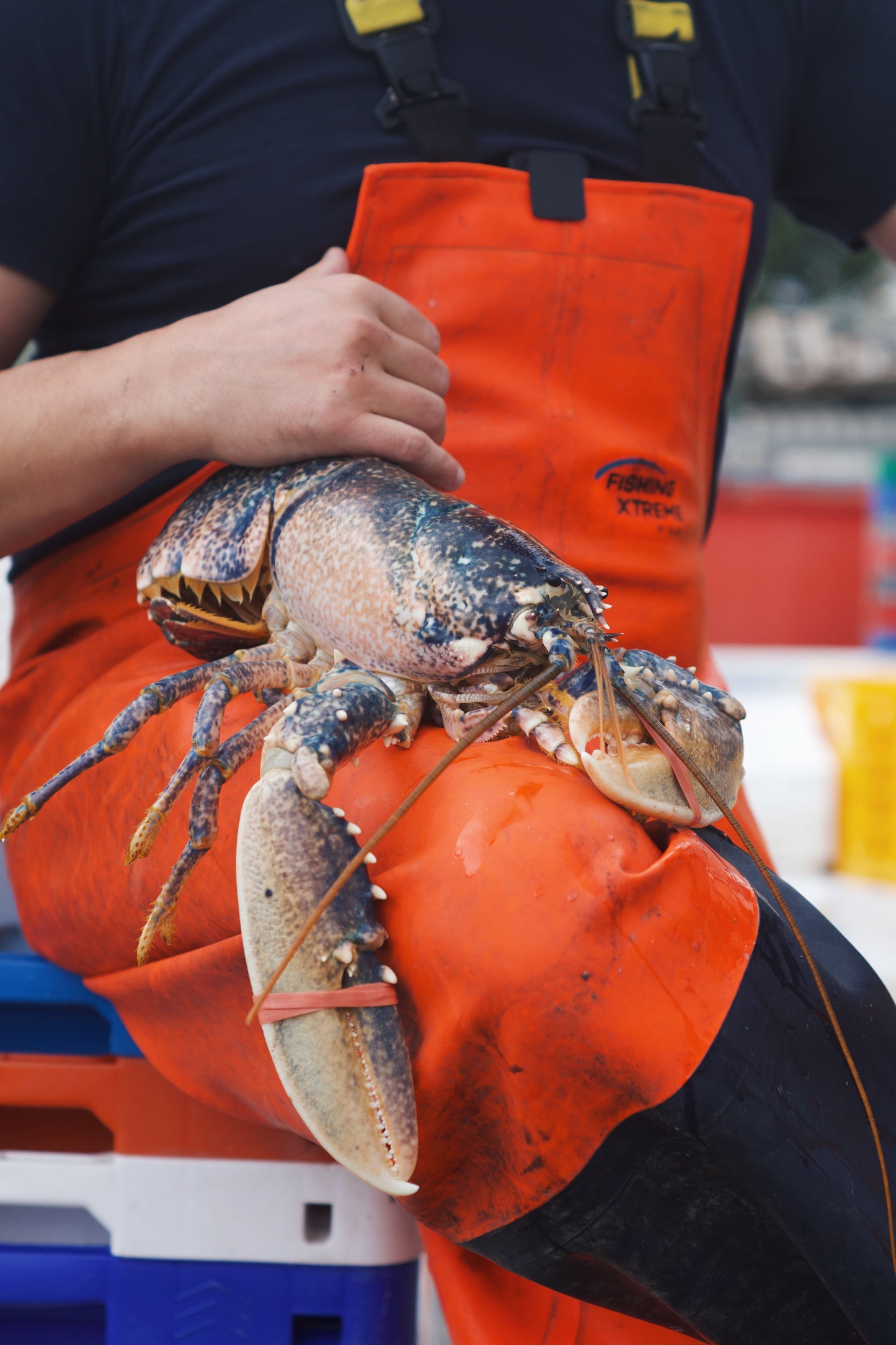 Live Welsh Lobsters - 1.6-2kg