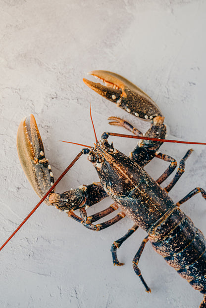 Live Welsh Lobsters - 1.6-2kg