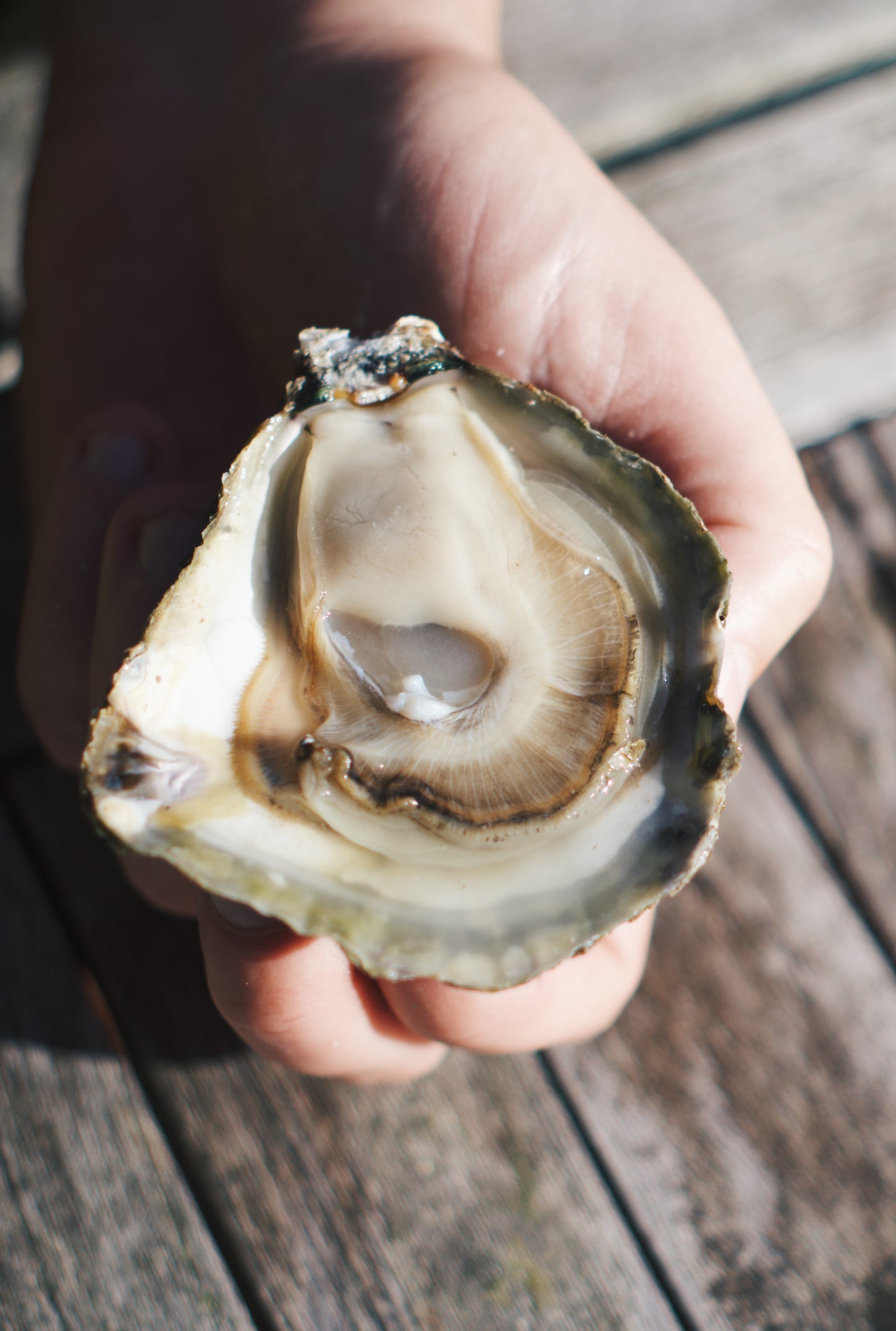 LIVE Atlantic Edge Native Oysters