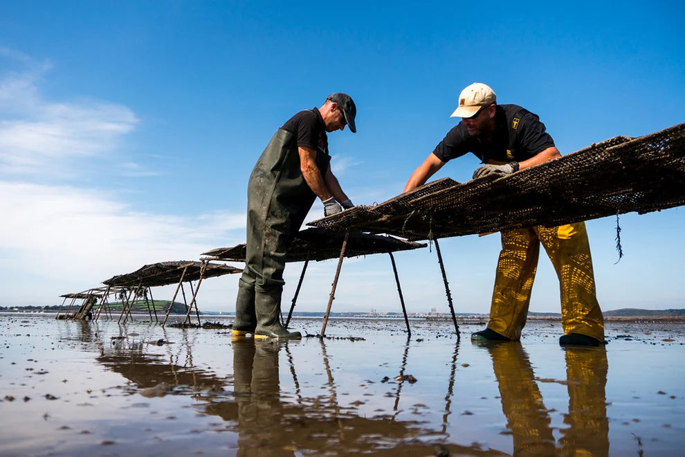 LIVE Atlantic Edge Rock Oysters