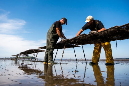 LIVE Atlantic Edge Rock Oysters