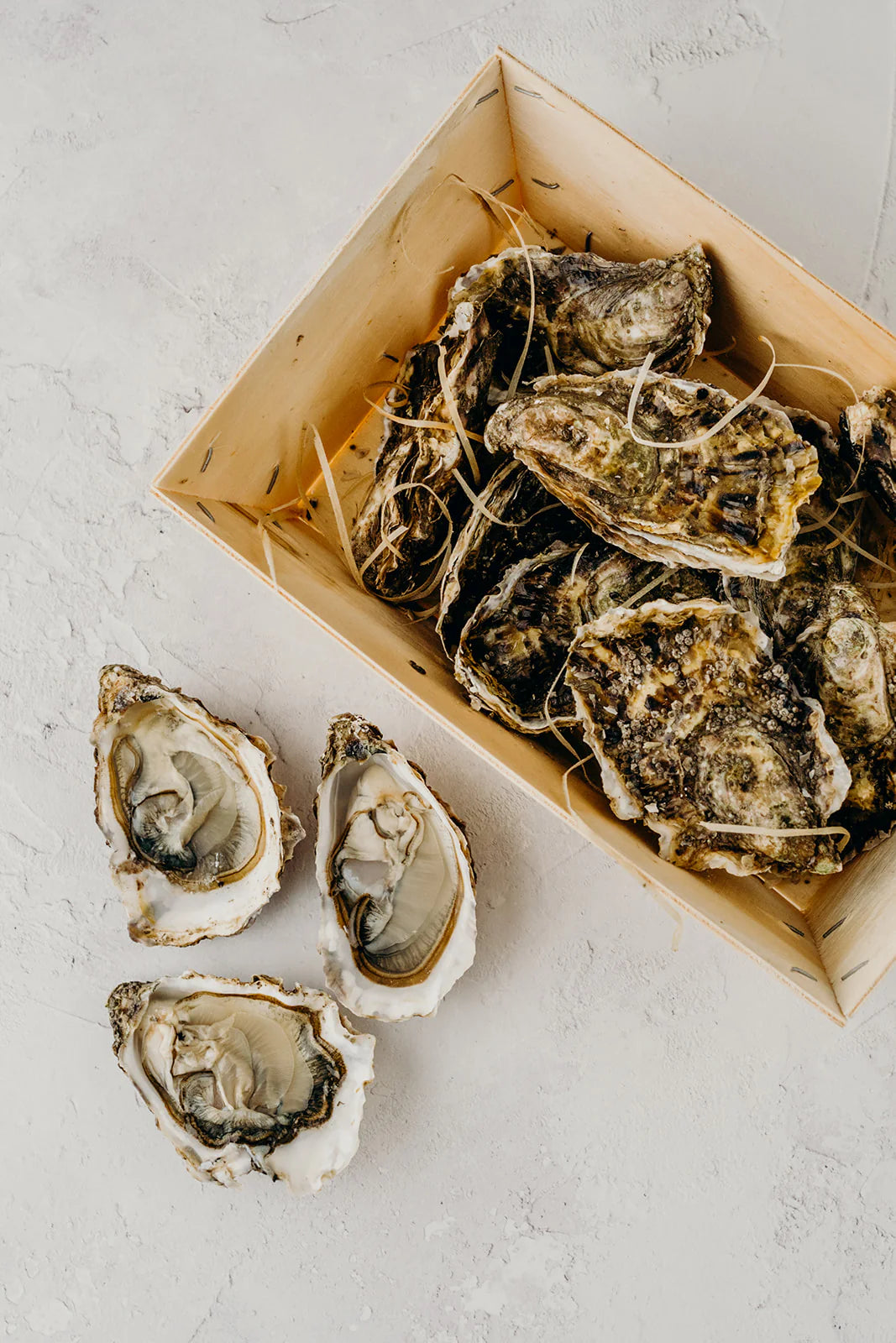 LIVE Atlantic Edge Rock Oysters