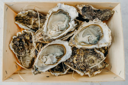LIVE Atlantic Edge Rock Oysters
