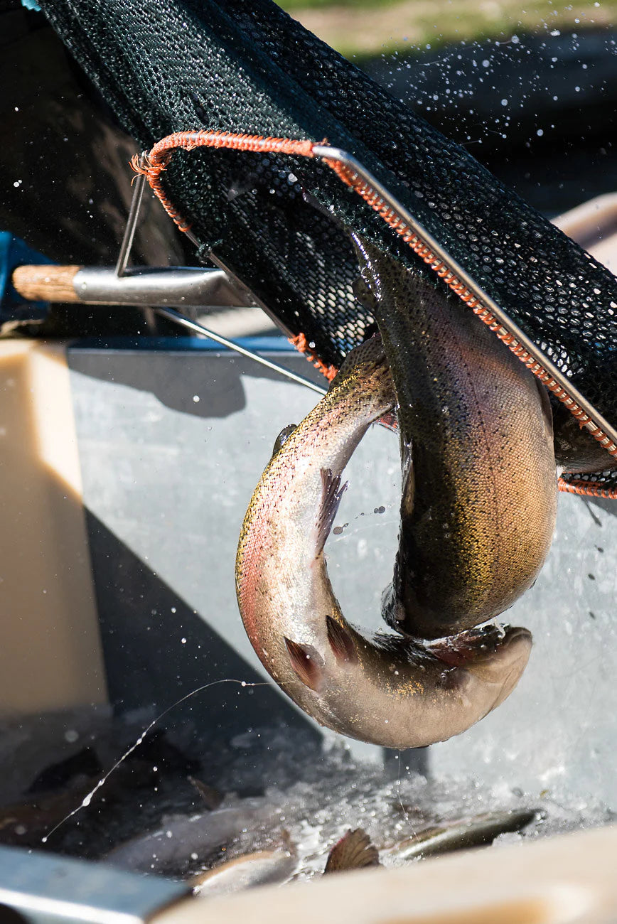 ChalkStream Trout Gravadlax