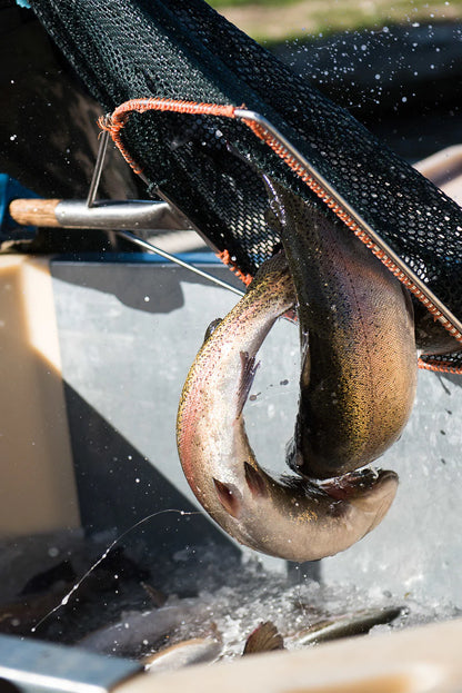 ChalkStream Trout Gravadlax