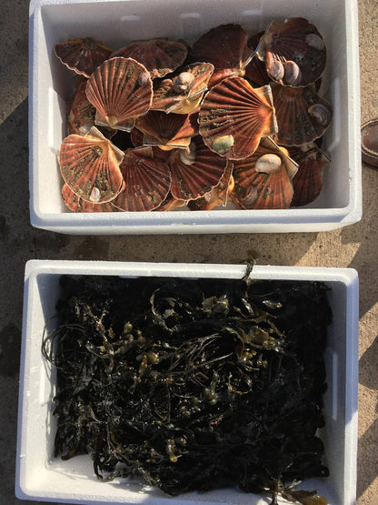 ❄️ Hand-Dived Scallops | 1 Dozen | Serves 2-3